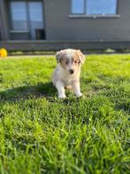 Prachtige border collie pups op zoek naar een gouden mandje, Dieren en Toebehoren, België, CDV (hondenziekte), 8 tot 15 weken