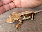 Wimpergekko 1,5j, Dieren en Toebehoren, Met terrarium