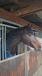 Zangersheide hengst, Dieren en Toebehoren, Paarden, Hengst