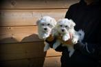 Maltezer pups, België, Maltezer, CDV (hondenziekte), 8 tot 15 weken