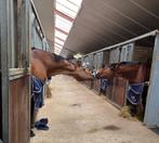 STALHULP   SUSTEREN / MAASEIK