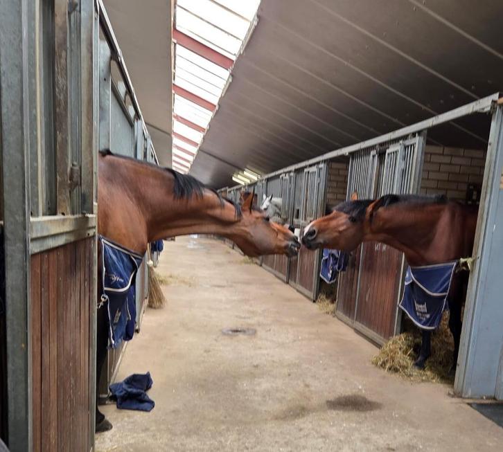 STALHULP   SUSTEREN / MAASEIK, Vacatures, Vacatures | Landbouw, Natuur en Milieu