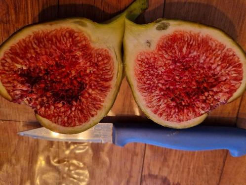 4 soorten vijgenplanten in één pakket, Tuin en Terras, Planten | Fruitbomen, Volle zon, Ophalen