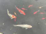 4 koi’s wegens wegdoen vijver voor kleinkind, Animaux & Accessoires, Poissons | Poissons d'étang, Carpe ou Koï