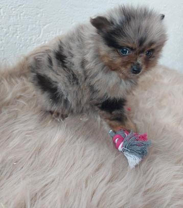Dwergkeesjes/ pomeriaan, Dieren en Toebehoren, Honden | Poolhonden, Keeshonden en Oertypen, België, Keeshond, CDV (hondenziekte)