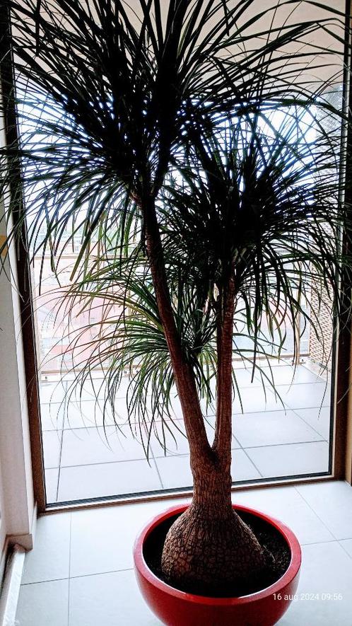 Kamerplant 'olifantenpoot' - Beaucarnea, Huis en Inrichting, Kamerplanten, Overige soorten, 150 tot 200 cm, Groene kamerplant