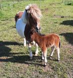 mini Shetlanders stamboek, Dieren en Toebehoren, Pony's, Merrie, A pony (tot 1.17m)