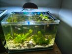Nano aquarium 45 litre, Animaux & Accessoires, Enlèvement