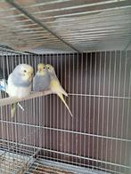 Jonge Grasparkietjes regenboog, Dieren en Toebehoren, Vogels | Parkieten en Papegaaien, Mannelijk, Parkiet