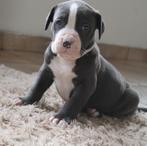 American Bully XL pups, Dieren en Toebehoren, België, Overige rassen, CDV (hondenziekte), 8 tot 15 weken