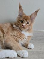 Maine Coon kater, Dieren en Toebehoren, Kater, Gechipt, 0 tot 2 jaar