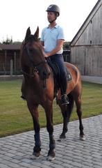 Paardenhulp,stalhulp, Ophalen