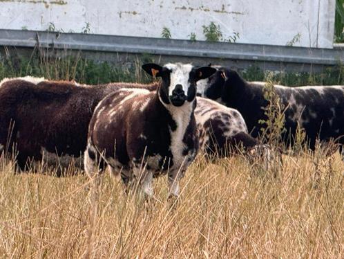 Baggerbonte rammen om te dekken, Dieren en Toebehoren, Overige Dieren, Mannelijk, April