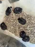 Zwarte Russische dwerghamster kleintjes, Hamster, Tam
