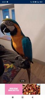 Ara man, Dieren en Toebehoren, Vogels | Parkieten en Papegaaien, Mannelijk, Papegaai, Pratend
