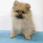 Dwergkees pups te koop, Keeshond, 15 weken tot 1 jaar, Handelaar, CDV (hondenziekte)