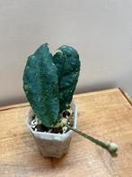 Hoya Undulata, Enlèvement ou Envoi