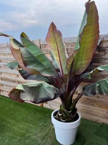 Ensete Ventricosum Maurelli disponible aux enchères