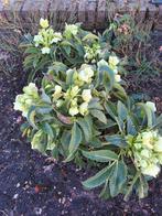 vaste planten, Tuin en Terras, Planten | Tuinplanten, Ophalen