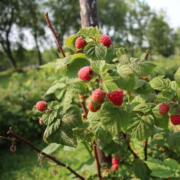 Framboos plant