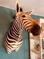 Prachtige opgezette zebra taxidermie, Collections, Collections Animaux, Enlèvement ou Envoi, Neuf