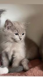 Ragdoll kittens in unieke kleuren, Dieren en Toebehoren, Katten en Kittens | Raskatten | Langhaar, Meerdere dieren, Gechipt, 0 tot 2 jaar