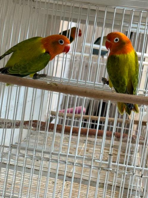 Agapornis Fischeri dilute-lijn, Dieren en Toebehoren, Vogels | Parkieten en Papegaaien