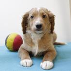 Schattige Belgische Cockapoo-kruising puppy te koop, Dieren en Toebehoren, België, CDV (hondenziekte), 8 tot 15 weken, Eén hond