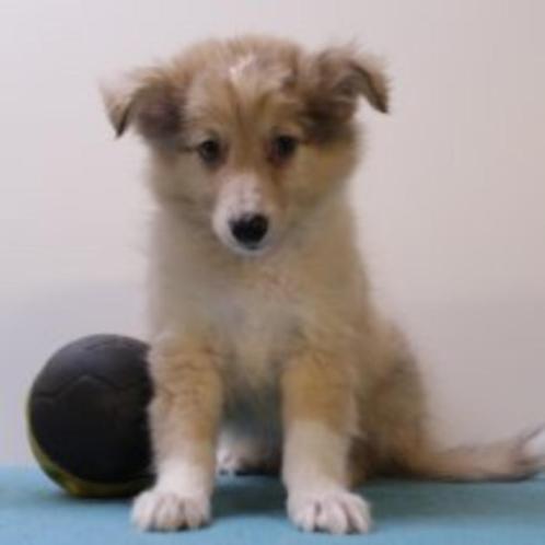 Elegante Sheltie pups (Belgisch) te koop, Dieren en Toebehoren, Honden | Herdershonden en Veedrijvers, Meerdere dieren, Overige rassen