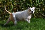 Amerikaanse Stafford teef - 4 jaar oud, Dieren en Toebehoren, Honden | Bulldogs, Pinschers en Molossers, CDV (hondenziekte), 3 tot 5 jaar