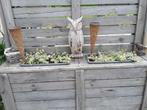 Bloembak met vetplanten gratis ophalen, Tuin en Terras, Bloembakken en Plantenbakken, Ophalen, Gebruikt