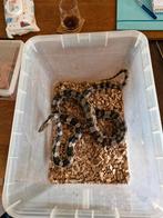 Koppel korenslangen, Dieren en Toebehoren, Reptielen en Amfibieën