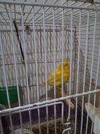 Kanari man met kooi. fluiten 30 euro, Dieren en Toebehoren