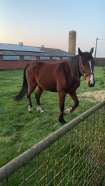 Paard te koop, Dieren en Toebehoren, Gechipt, Ruin, Niet van toepassing, 7 tot 10 jaar