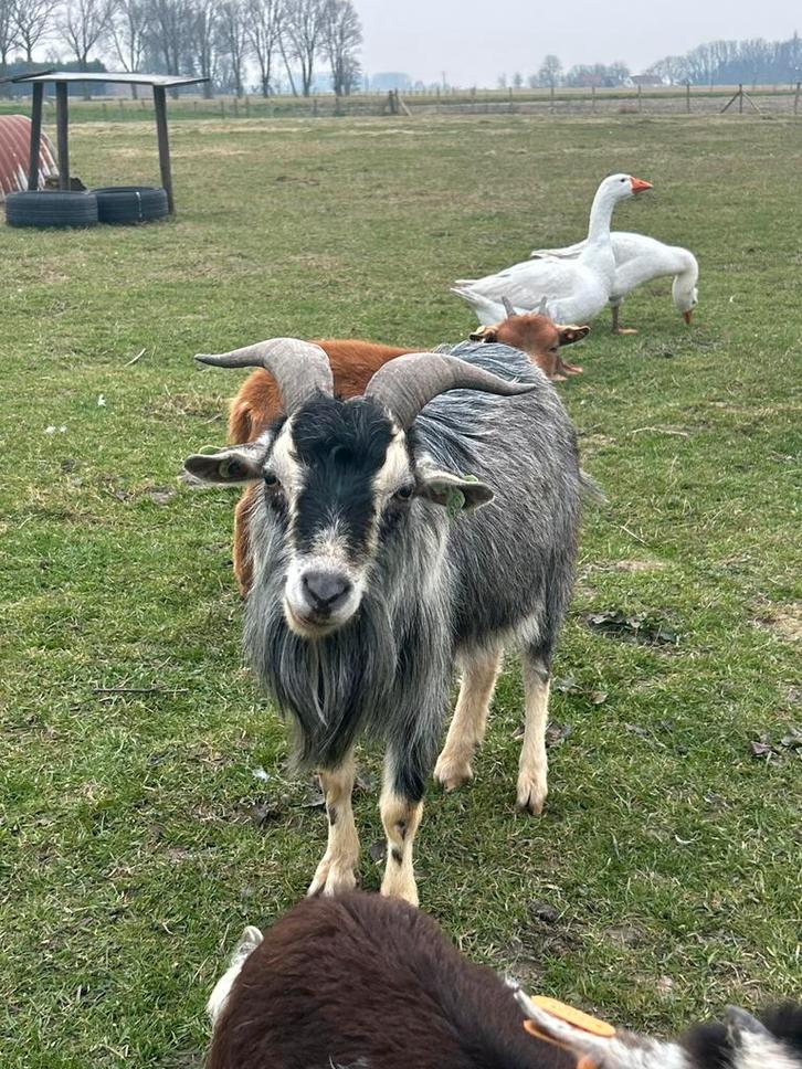 Geiten bok, Dieren en Toebehoren, Schapen, Geiten en Varkens, Geit