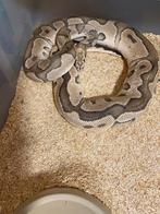 ball pythons + racks en broedkast, Dieren en Toebehoren