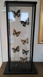 Grande vitrine Prepona demophon (Guyane), Enlèvement, Comme neuf, Autres, Animal empaillé