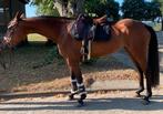 Aansprekende kwpn merrie, Dieren en Toebehoren, Paarden, Merrie