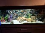 Volledig Aquarium 1m50 450Liter incl malawi chicliden