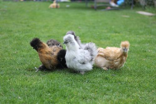 Sierkippen  beschikbaar op 7, 8 en 9 maart, Dieren en Toebehoren, Pluimvee