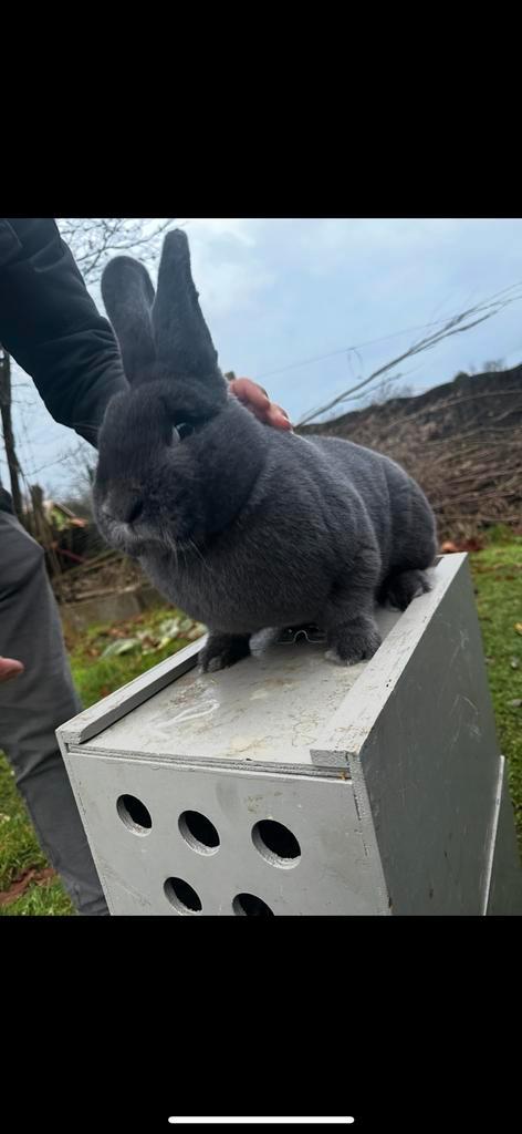 Koppel Blauwe Weners, Dieren en Toebehoren, Konijnen, Middelgroot, Meerdere dieren, 0 tot 2 jaar
