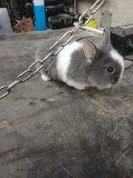 Tamme dwergkonijntjes, Dieren en Toebehoren, Konijnen, Meerdere dieren, Dwerg, 0 tot 2 jaar