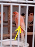 Échange canaris male et femelle écoute toute proposition, Dieren en Toebehoren, Vogels | Kanaries, Vrouwelijk