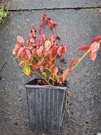 Euonymus Emerald Gold, Tuin en Terras, Planten | Tuinplanten, Ophalen