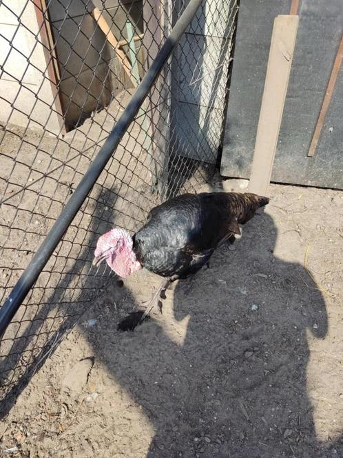 pluimvee, Dieren en Toebehoren, Pluimvee, Kalkoen, Meerdere dieren