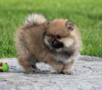 Pomeriaan pup 100% raszuiver, Dieren en Toebehoren, België, Keeshond, CDV (hondenziekte), 8 tot 15 weken