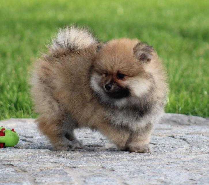 Pomeriaan pup 100% raszuiver, Dieren en Toebehoren, Honden | Poolhonden, Keeshonden en Oertypen, Teef, Keeshond, Fokker | Professioneel