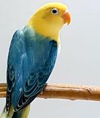 Gezocht fischeri kweekkoppels, Dieren en Toebehoren