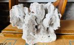 blauw koraal, Verzamelen, Mineralen en Fossielen, Ophalen of Verzenden, Overige typen