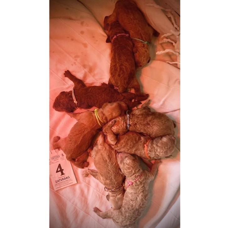 Labradoodle Pups - geboren 4 oktober 2025, Dieren en Toebehoren, Honden | Retrievers, Spaniëls en Waterhonden, Meerdere dieren